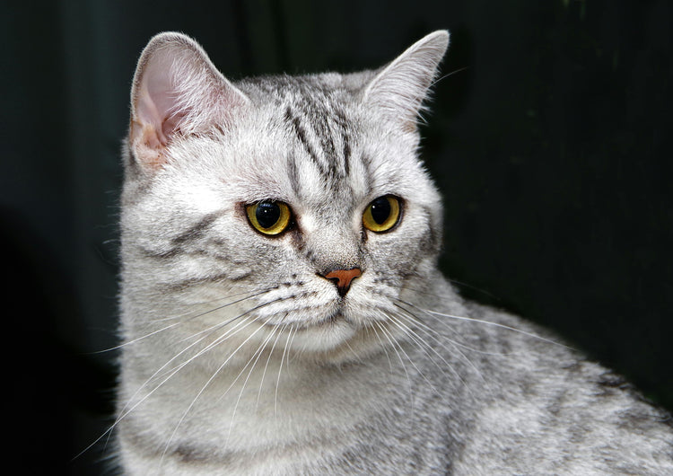 Cats Finds
